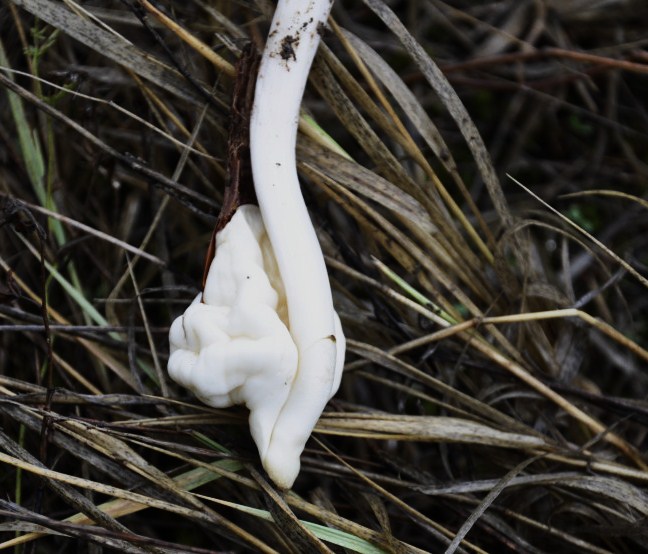 Image of Colchicum bivonae specimen.