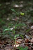 Cypripedium calceolus