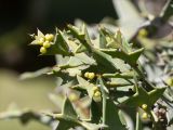 Colletia paradoxa. Верхушка веточки с плодами. Абхазия, г. Сухум, Сухумский ботанический сад, в культуре. 14.05.2021.