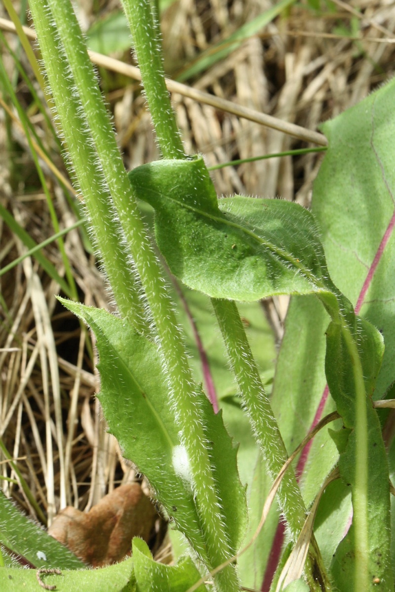 Изображение особи Trommsdorffia maculata.