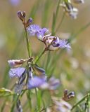 Polygala tenuifolia. Верхушка побега с цветками. Забайкальский край, Ононский р-н, окр. оз. Зун-Торей, гора Куку-Хадан, горная степь. 27.06.2022.