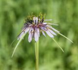 Tragopogon porrifolius подвид longirostris