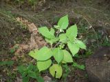 Solanum nigrum подвид schultesii