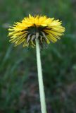 Taraxacum officinale