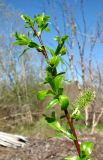 Salix × myrtoides