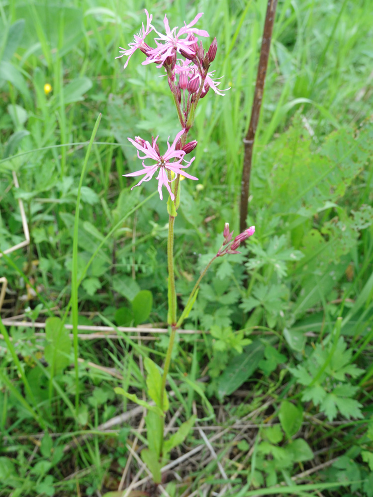 Изображение особи Coccyganthe flos-cuculi.