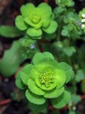 Euphorbia helioscopia