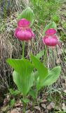 Cypripedium macranthos