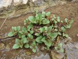 Veronica anagallis-aquatica