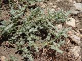 Herniaria incana разновидность angustifolia