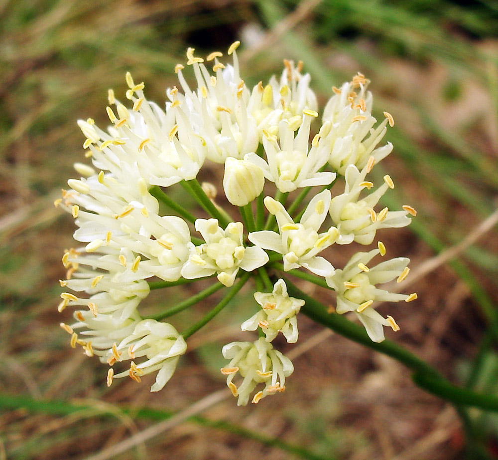 Изображение особи Allium flavescens.