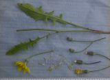 Crepis sonchifolia