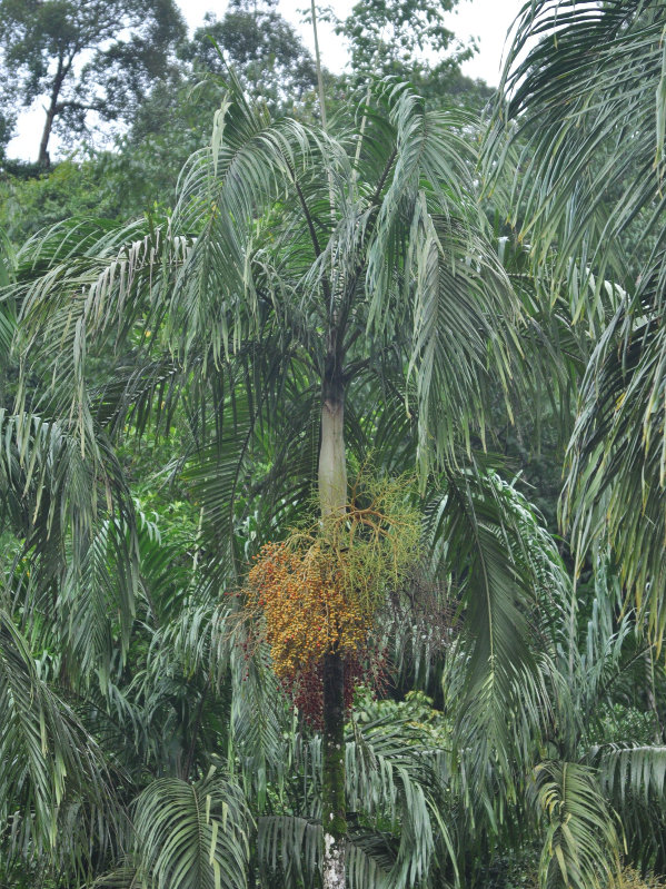 Изображение особи Carpentaria acuminata.