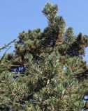 Pinus thunbergii. Верхушка кроны молодого растения. Германия, г. Essen, Grugapark. 29.09.2013.