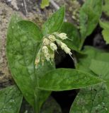 Symphytum bulbosum