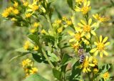 Solidago virgaurea