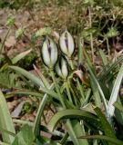 Tulipa tarda