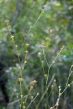 Bupleurum asperuloides