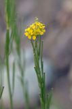 Erysimum hieraciifolium