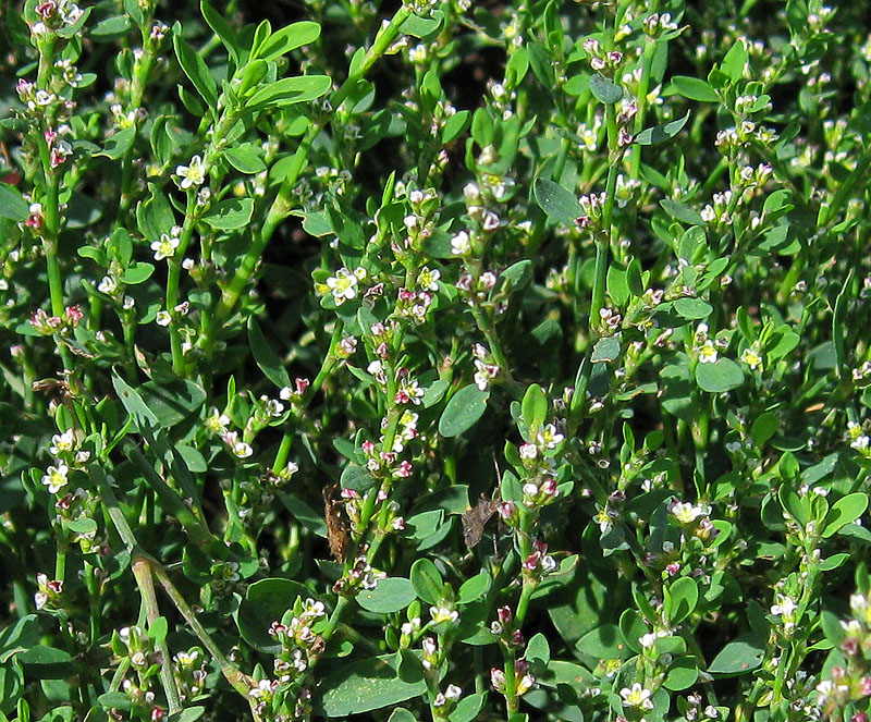 Изображение особи Polygonum aviculare.