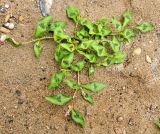 genus Persicaria