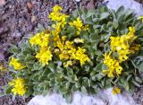 genus Draba