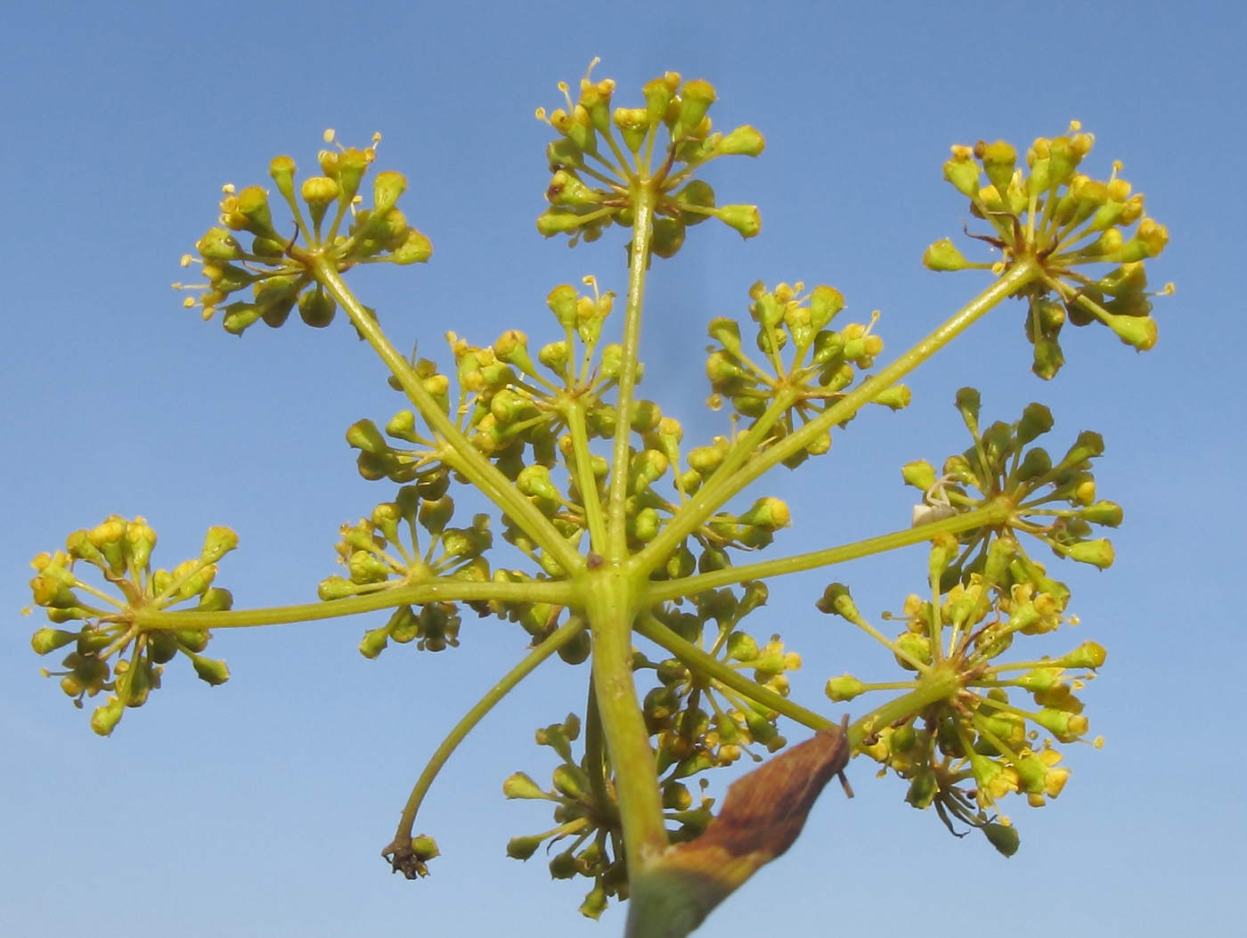 Изображение особи Peucedanum tauricum.