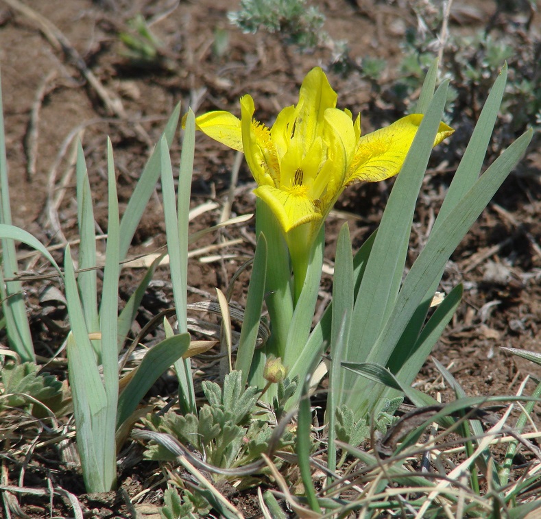 Изображение особи Iris humilis.