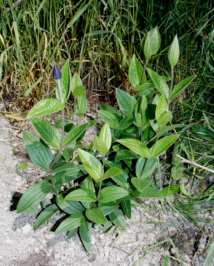 Image of Clematis integrifolia specimen.