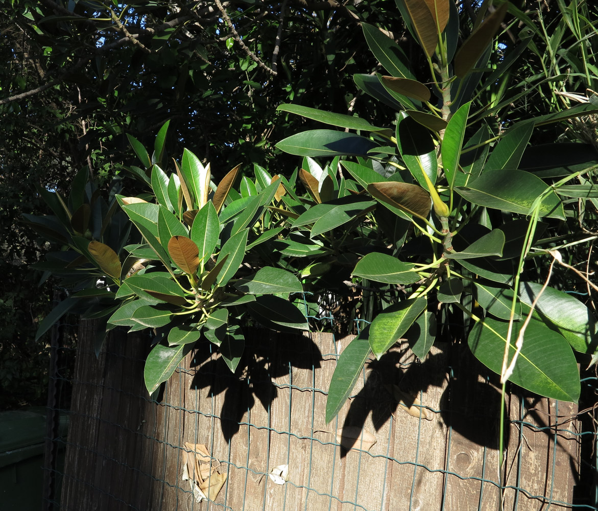Изображение особи Ficus rubiginosa.