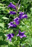 Campanula latifolia