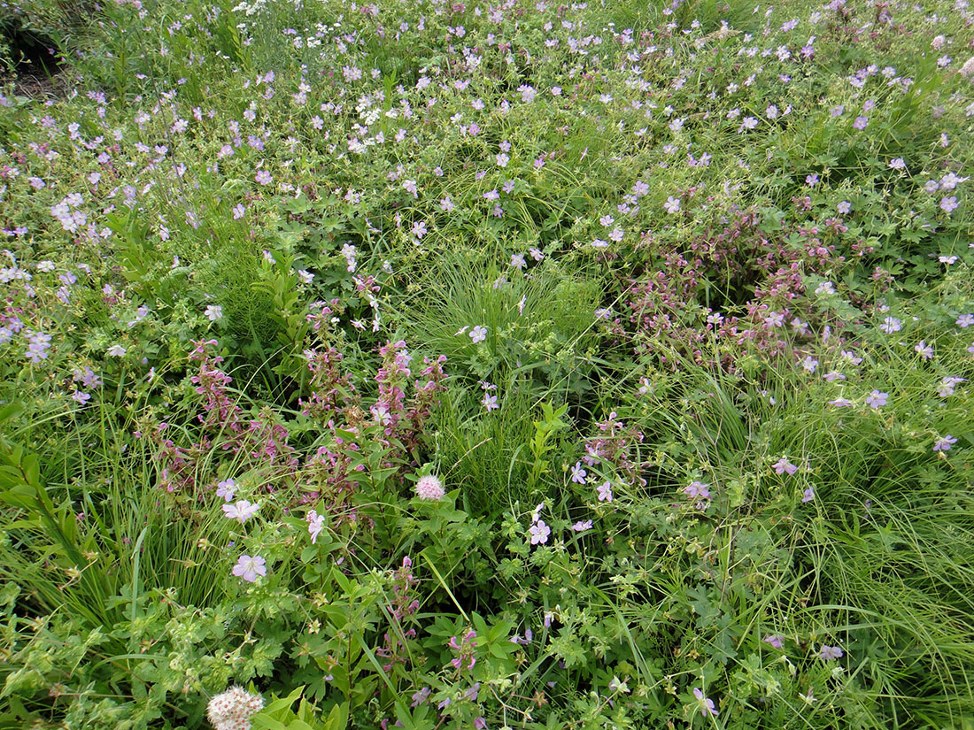 Изображение особи Pedicularis resupinata.