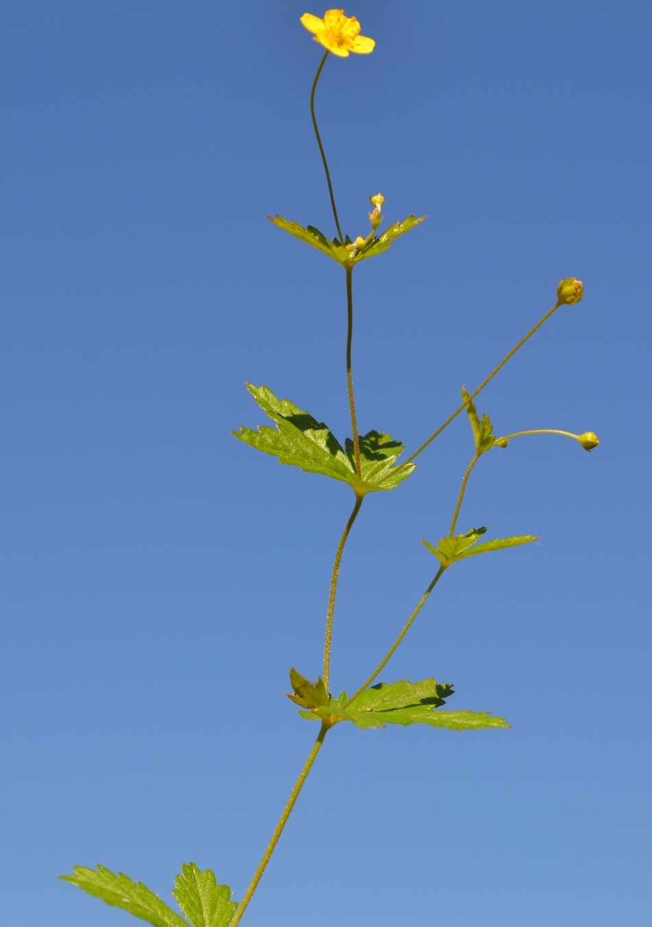 Изображение особи Potentilla erecta.