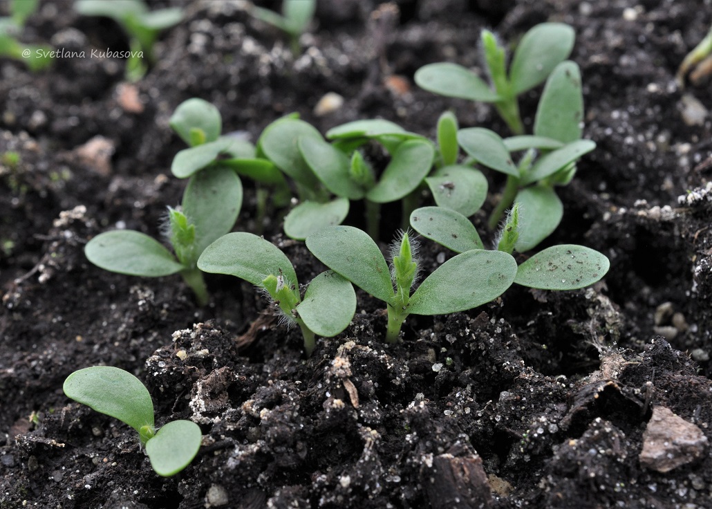 Изображение особи Astragalus alopecurus.