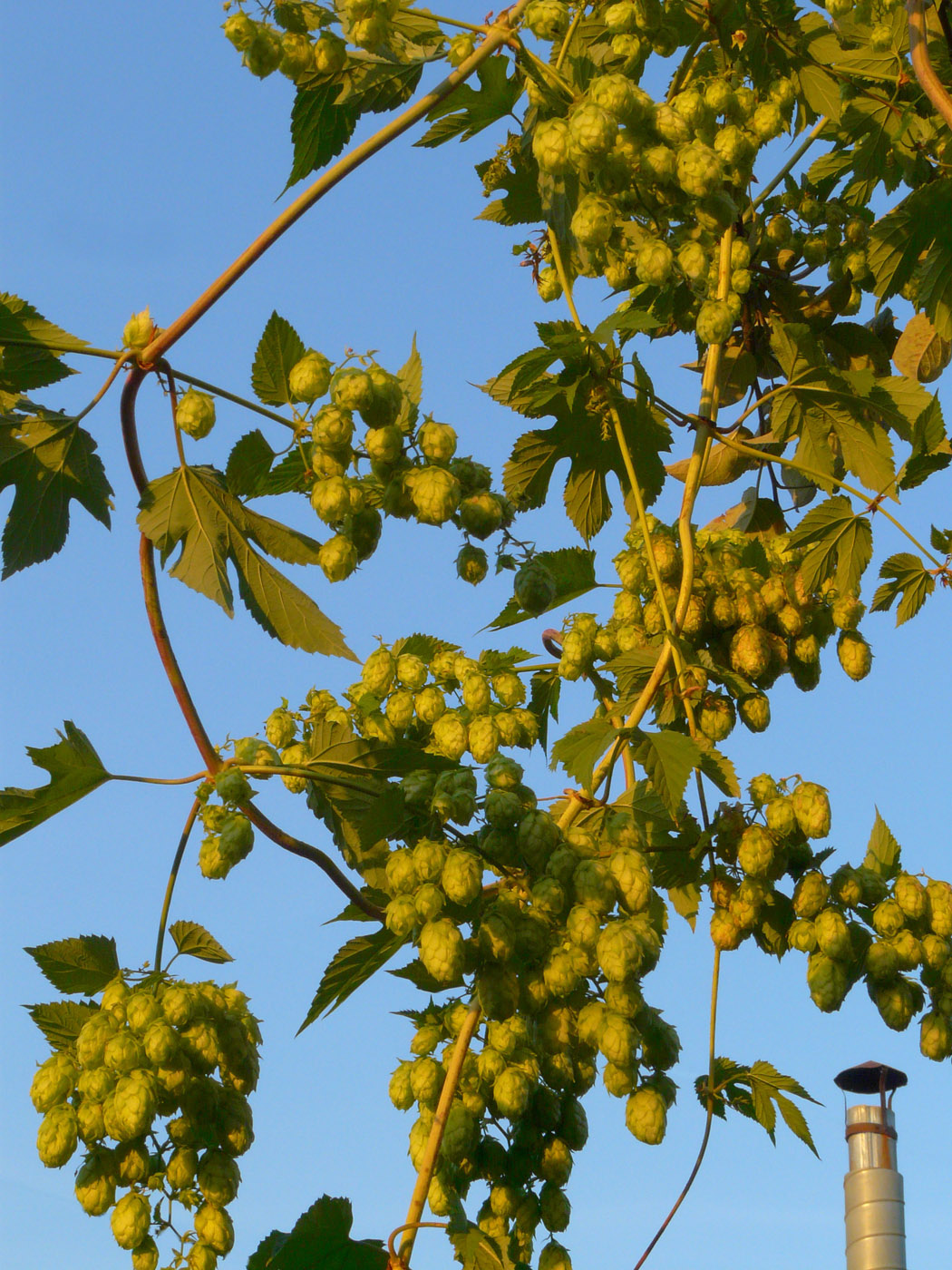 Изображение особи Humulus lupulus.