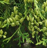 Thuja occidentalis. Молодые шишки. Польша, Подляское воеводство, окр. Нарвянского национального парка. 25.06.2009.