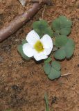 Oxalis luteola