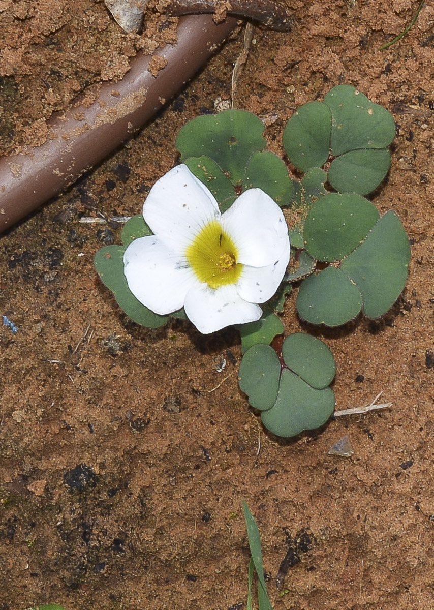 Изображение особи Oxalis luteola.