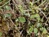 Origanum microphyllum. Основания побегов. Греция, о-в Крит, ном Ханья (Νομός Χανίων), дим Платаньяс (Δήμος Πλατανιά), горный массив Лефка Ори (Λευκά Όρη), урочище Ксилоскало (Ξυλόσκαλο), ≈ 1300 м н.у.м, глинистый склон в кипарисовом редколесье. 28 июня 2017 г.