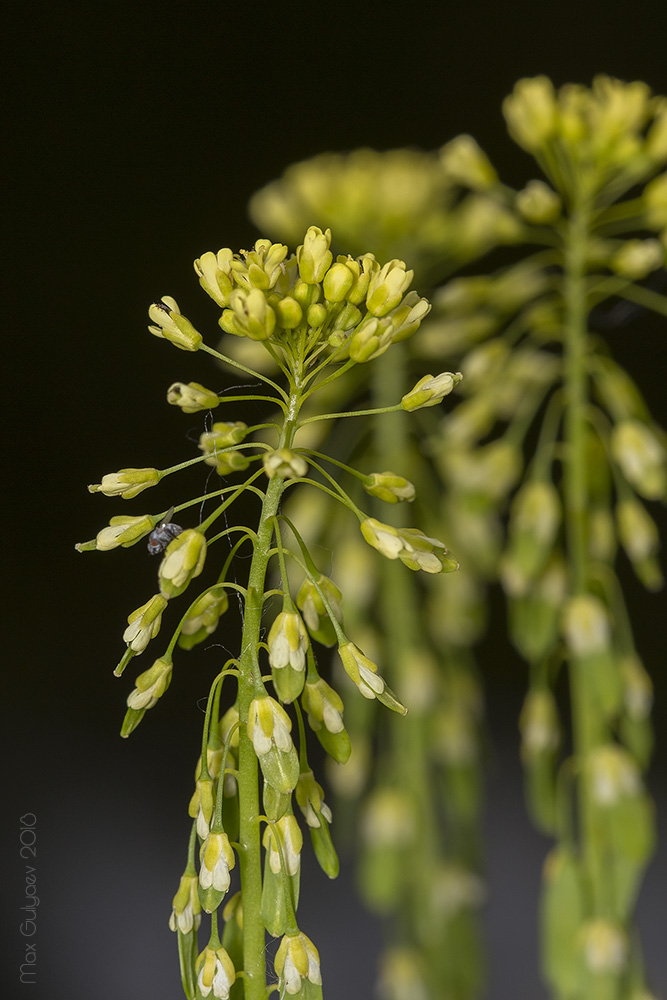 Изображение особи Isatis campestris.