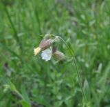 Melandrium latifolium. Верхушка цветущего растения. Грузия, Боржоми-Харагаульский национальный парк, маршрут №1; гребень горного отрога, луг ≈ 1850 м н.у.м. 25.05.2018.