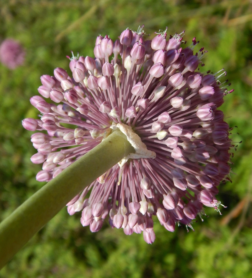 Изображение особи Allium ampeloprasum.