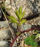 Ranunculus repens. Часть побега с листом. Магаданская обл., окр. г. Магадан, нижнее течение р. Магаданка, на берегу среди камней. 24.07.2017.