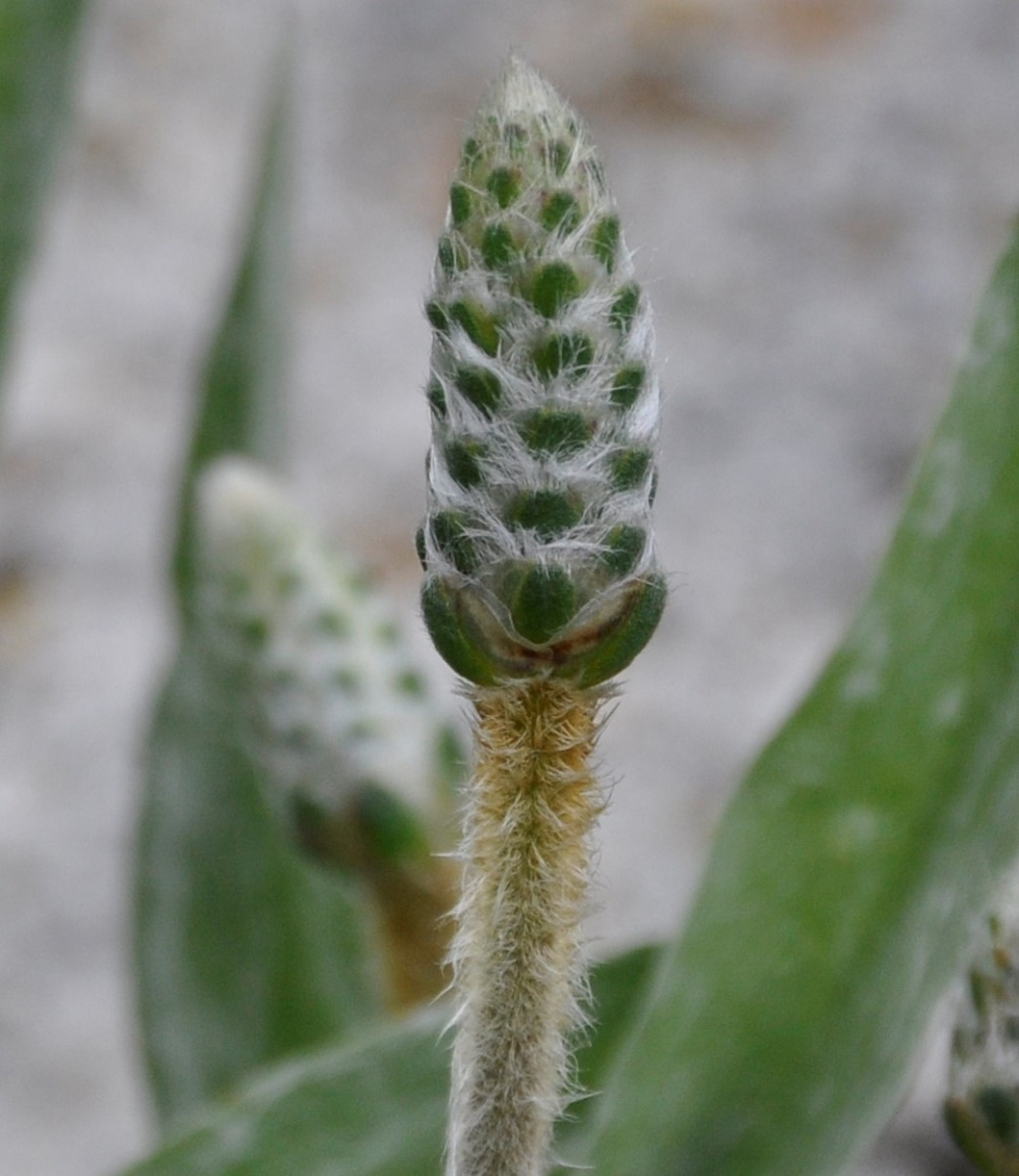 Изображение особи Plantago albicans.