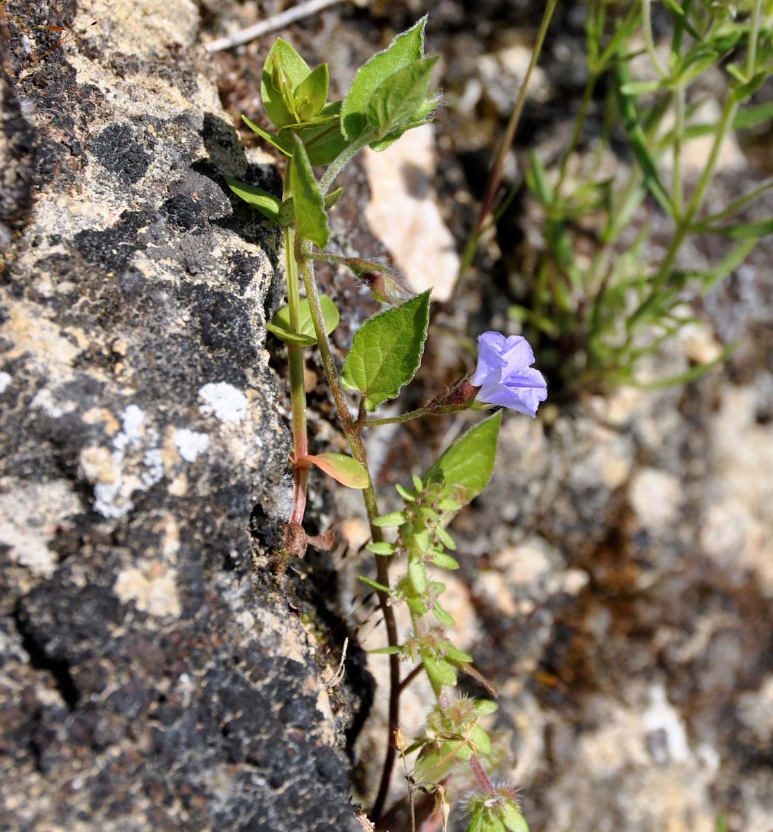 Image of Convolvulus siculus specimen.