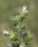 Echium biebersteinii. Верхушка соцветия. Краснодарский край, окр. г. Крымск, злаково-разнотравный луг. 16.06.2019.