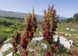 Rumex alpinus