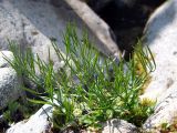 Cardamine umbellata