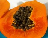 Carica papaya