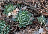 Sempervivum ruthenicum